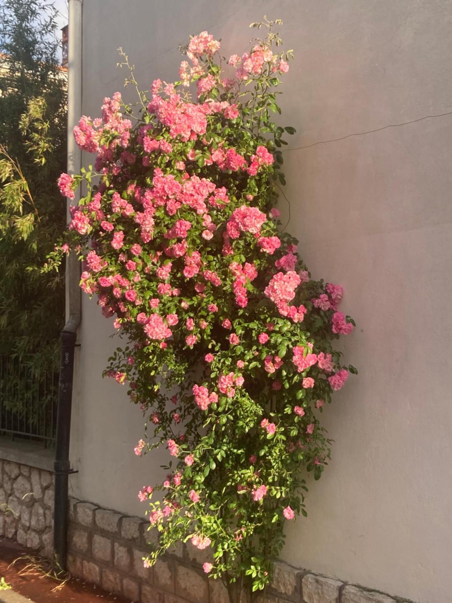 Bed and Breakfast Les 4 étoiles Montpellier Exterior foto